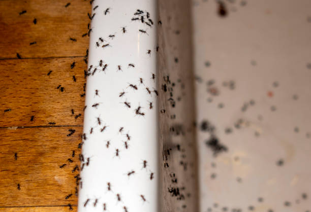 Best Pest Removal Services  in Winner, SD